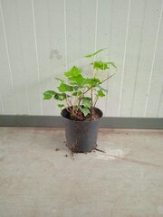 Ca. 200x Klimop Hedera hibernica 40 tot 80 centimeter (exclusief pot g
